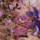 Daisy Love Paradise - Woda toaletowa edycja limitowana