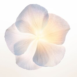 Narciso - Eau de Parfum Poudr&eacute;e