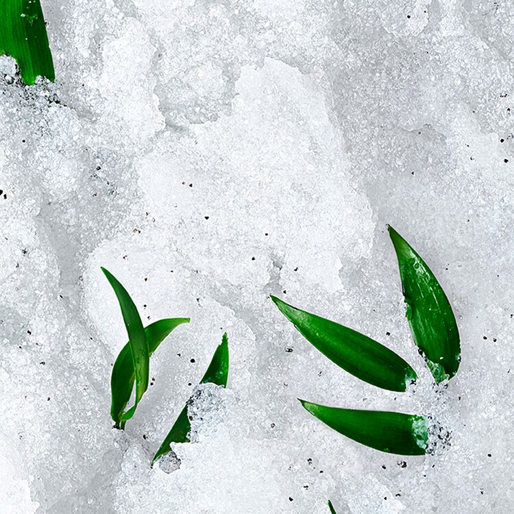 Rêve de Thé - Exfoliante Granulado Revitalizante