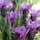 Phytofill™ -  Booster Firmeza