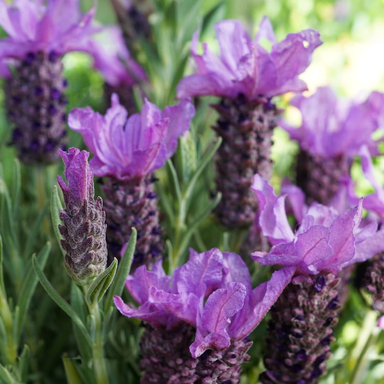 Phytofill™ -  Booster Firmeza