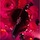 Rose Whip - Eau de Parfum format voyage