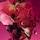Rose Whip - Eau de Parfum format voyage