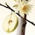 Rare Beginnings Layering Balm Fruity Pear - Parfum-Balsam