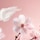 The Ritual of Sakura - Naturlig deodorant