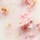 The Ritual of Sakura - Gommage pour le corps