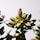 Private Collection - Savage Garden Perfume