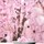 The Ritual of Sakura - Sprej na vlasy a tělo