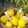 YUZU-C Sérum Shot d’Eclat - Cuidado facial hidratante