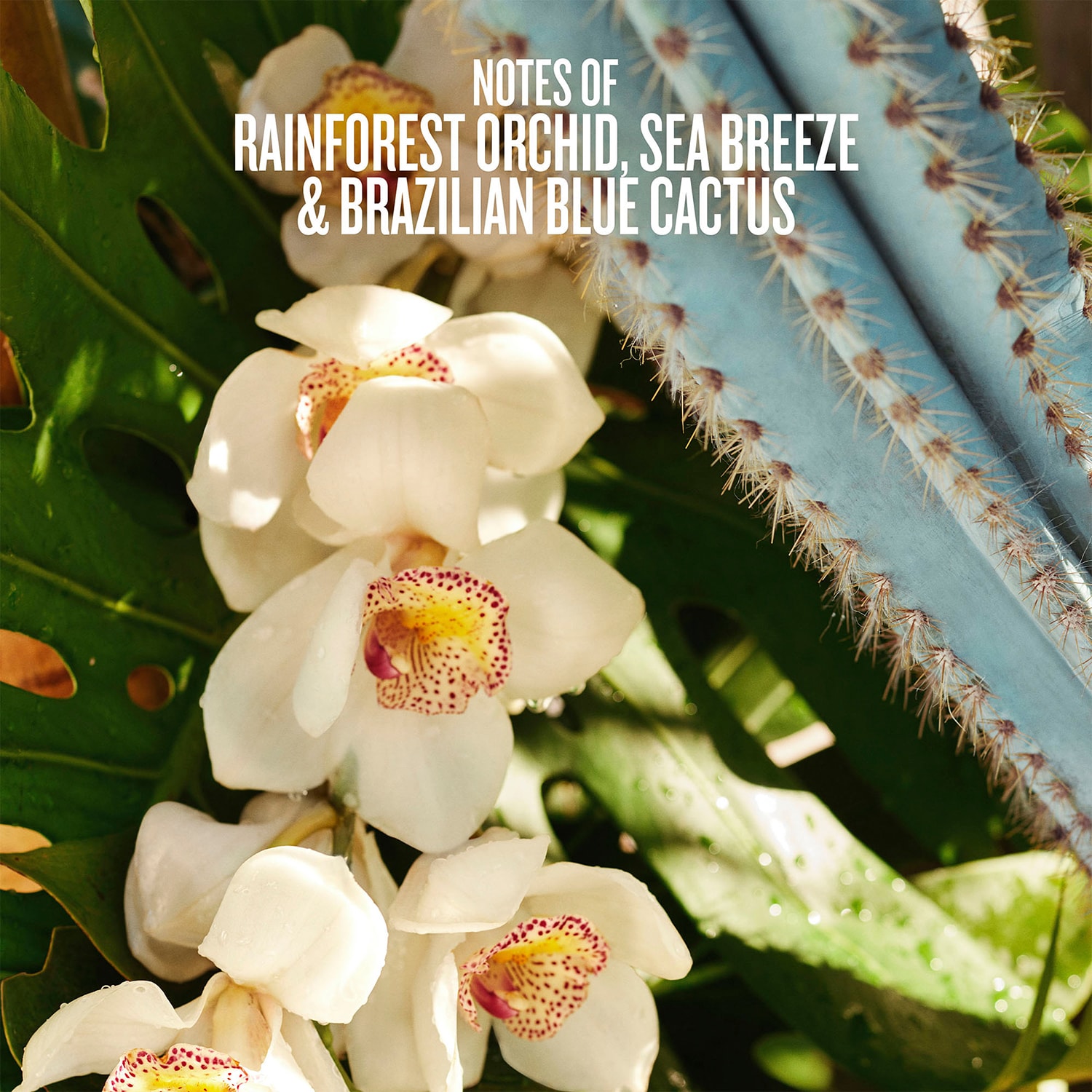 Limited Edition Refresco Paraíso Perfume Mist