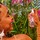 Brazilian Crush Cheirosa 68 - Perfume Mist