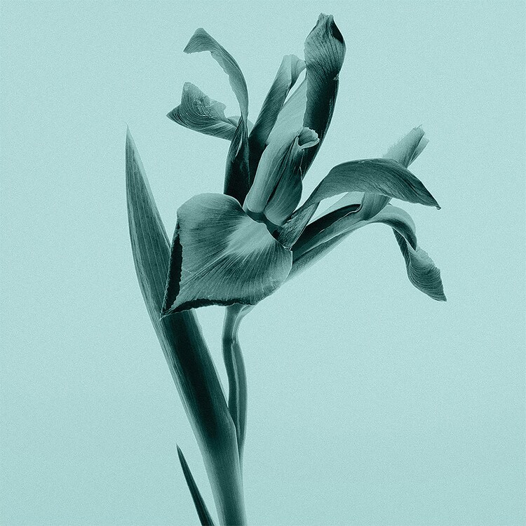 Tiffany Intense - Parfémová voda