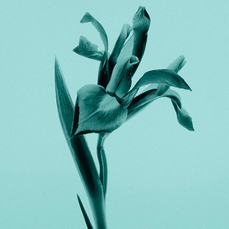 Tiffany & Co. - Woda perfumowana