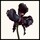 Black Orchid Reserve - Parfém