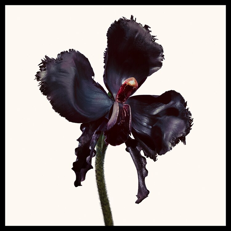 Black Orchid Reserve - Parfém