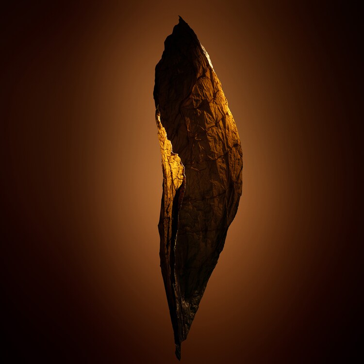 Tobacco Chocolat - Eau de Parfum