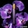 Velvet Orchid - Eau de Parfum