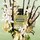 Born in Roma Green Stravaganza Donna Eau de Parfum femme, Florale Ambrée Boisée