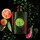 Black Opium Illicit Green - Eau de Parfum